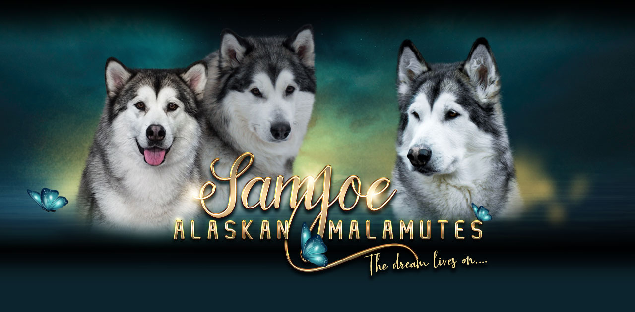 Samjoe Kennel UK Alaskan Malamutes